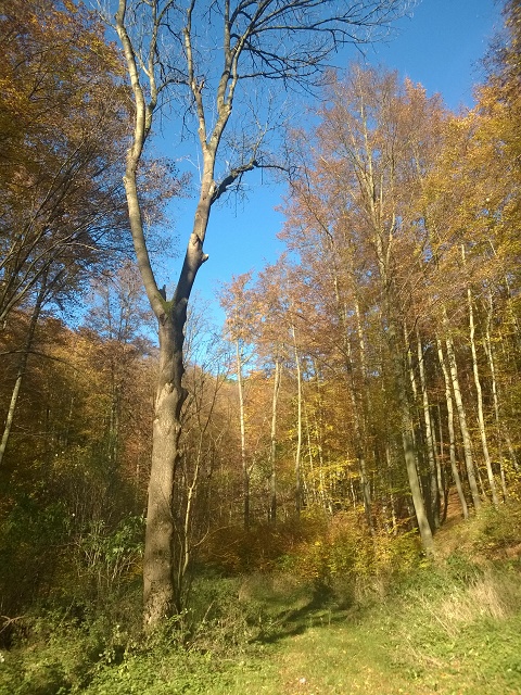 Auch ohne Q ein schöner Blick1.jpg